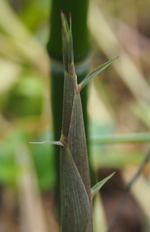 2020 Turions20200424_152744011 (2)