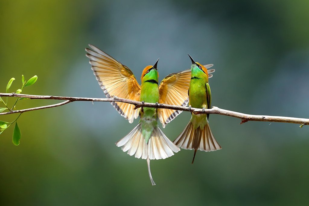green-bee-eaters.jpg