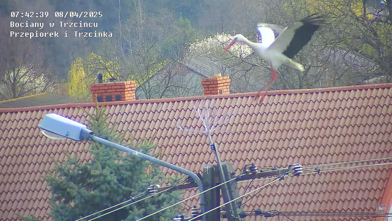 08042025bociannalatarni