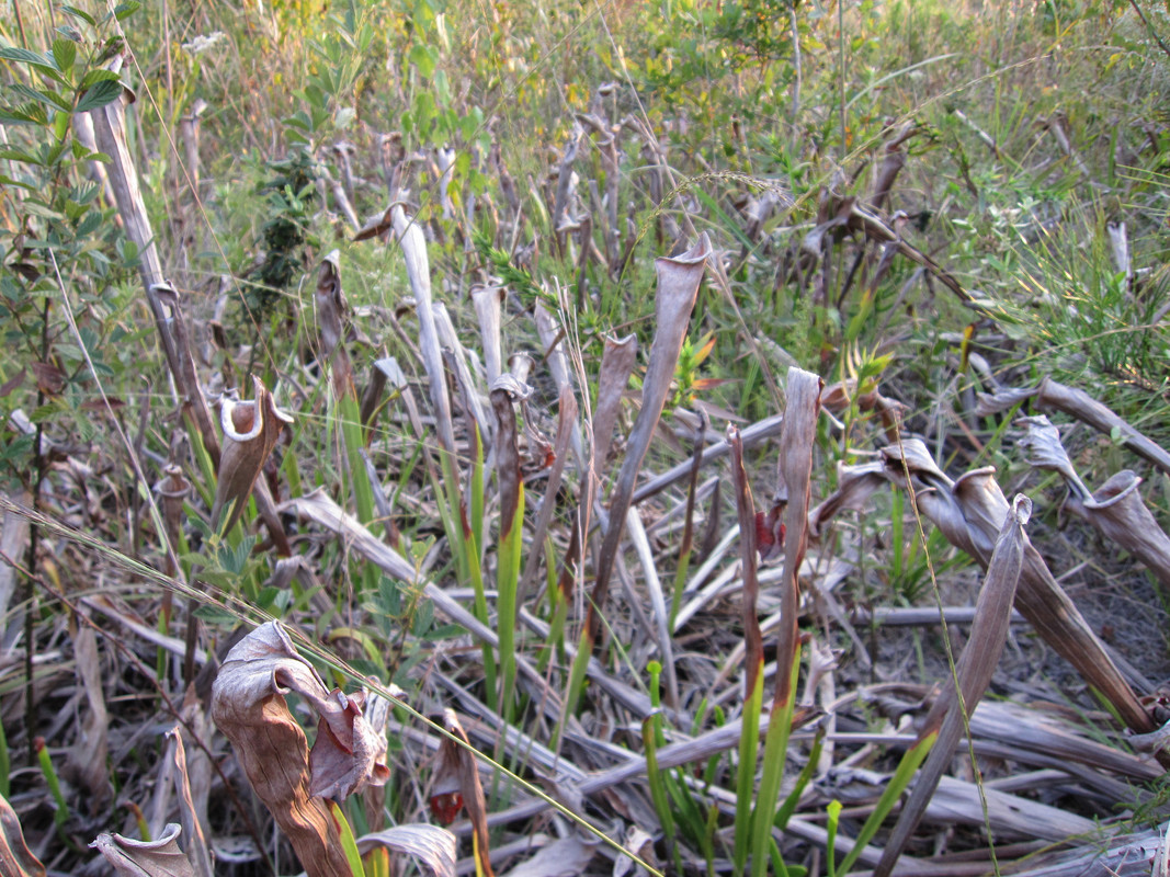 wild site — drought conditions, 2011 (pre-destruction)