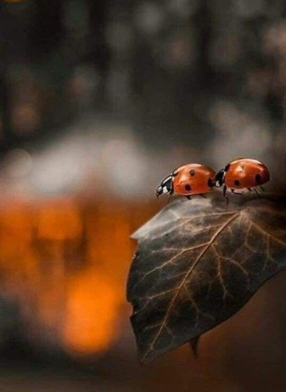 Screenshot_20231219_231403_Pinterest