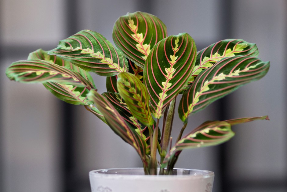 2048x1365 Maranta SEO Getty Images 1248988991 6ed2ea4