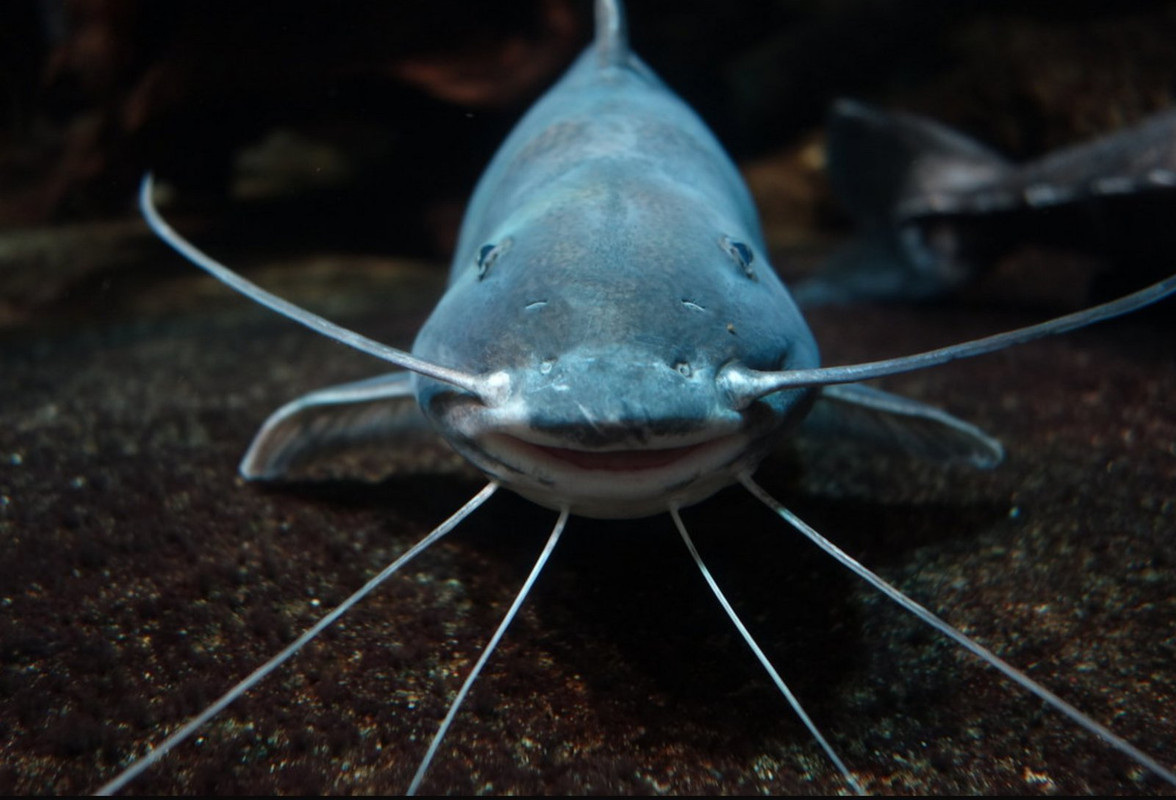 turquoise-catfish.jpg
