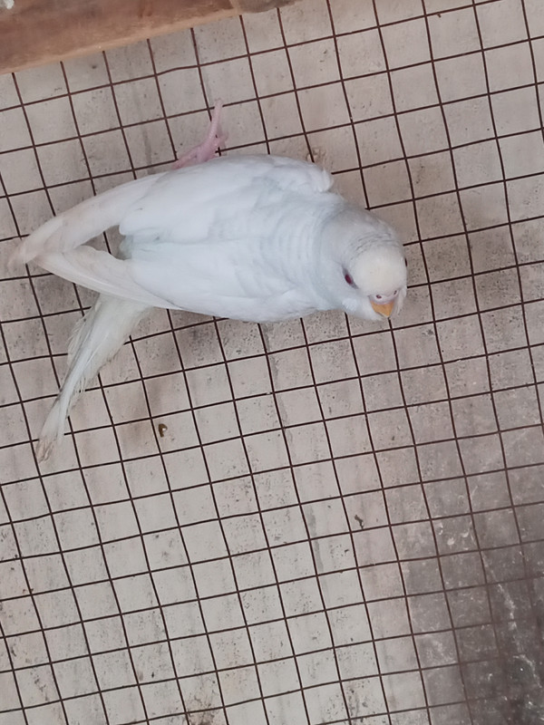 IMG_٢٠١٩١٢٣١_١٢٠٧١٦