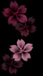 purple 24