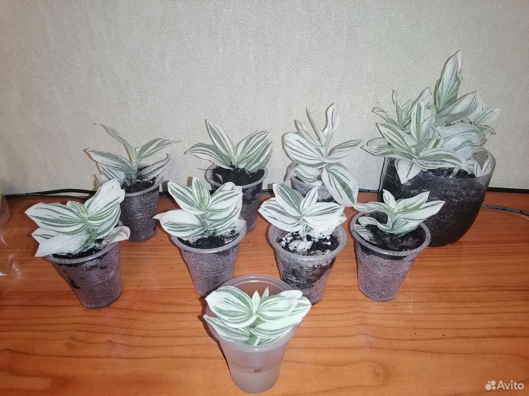 Купленные мною черенки 17,11. 2022 г.