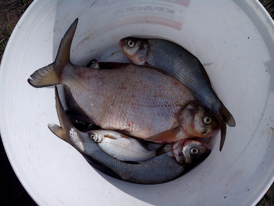 В. Курья 02.06.15 02