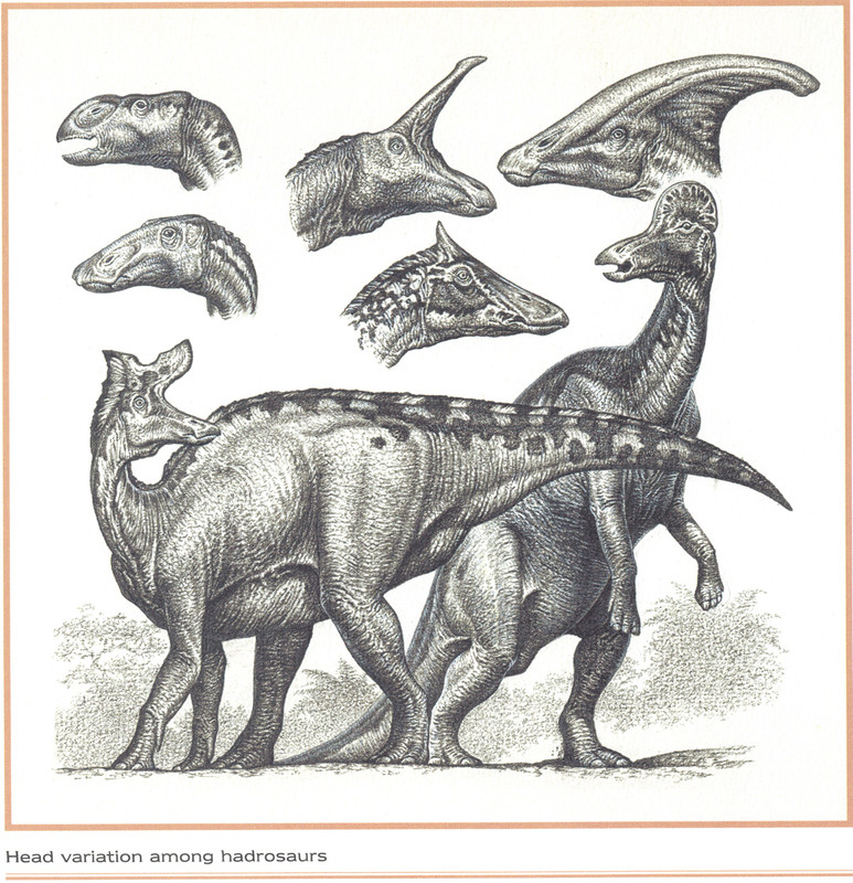 Hadrosaurs_ThomHolmes_EarlyLife