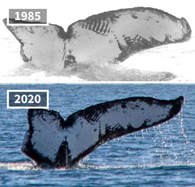 comparison-17
