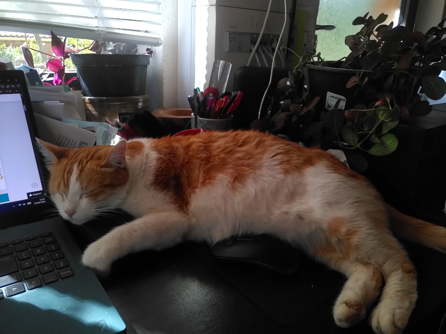 Chat endormi sur le pc et la souris
