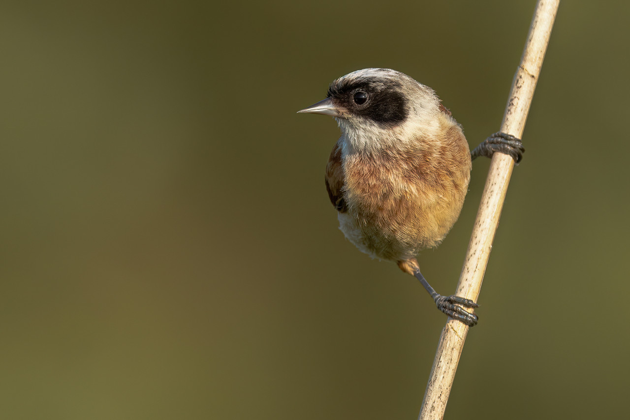 Buidelmees, ‘t Roegwold