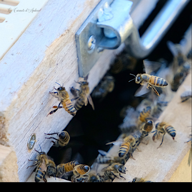 Abeilles sur le couvercle, une est en vol