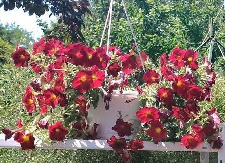 https://i.postimg.cc/cHxZXdh4/petunia1-2022.jpg