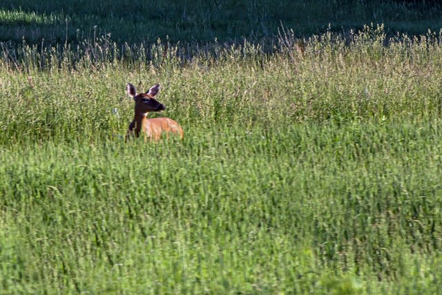Deer