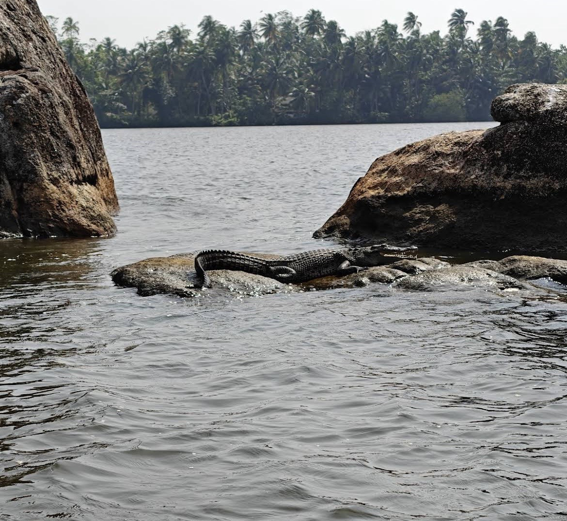 Crocodile 8