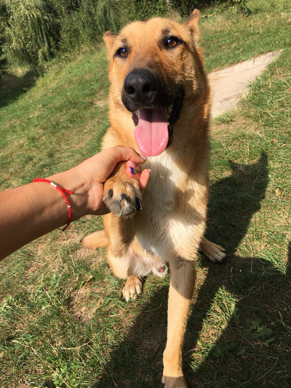 рыжий метис1