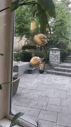 GIFs-2
