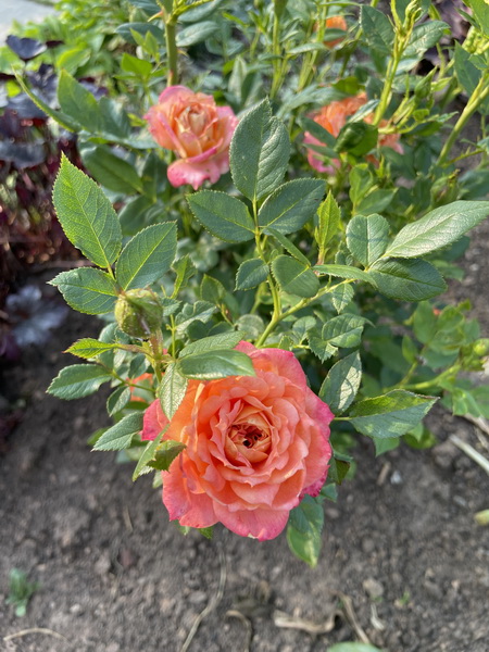 https://i.postimg.cc/cHzRGBVD/IMG-5256.jpg