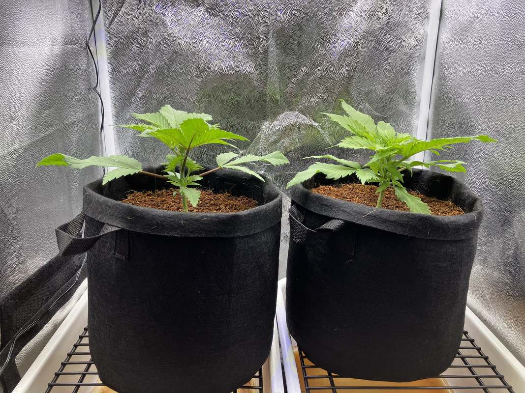 IMG_1295(marzo 31 2023)