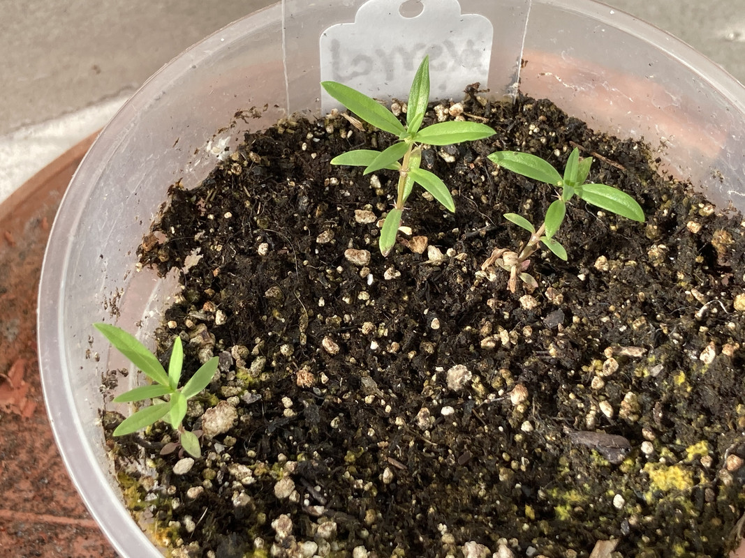 AED679BD-D81D-4AF6-BFDC-675737457423