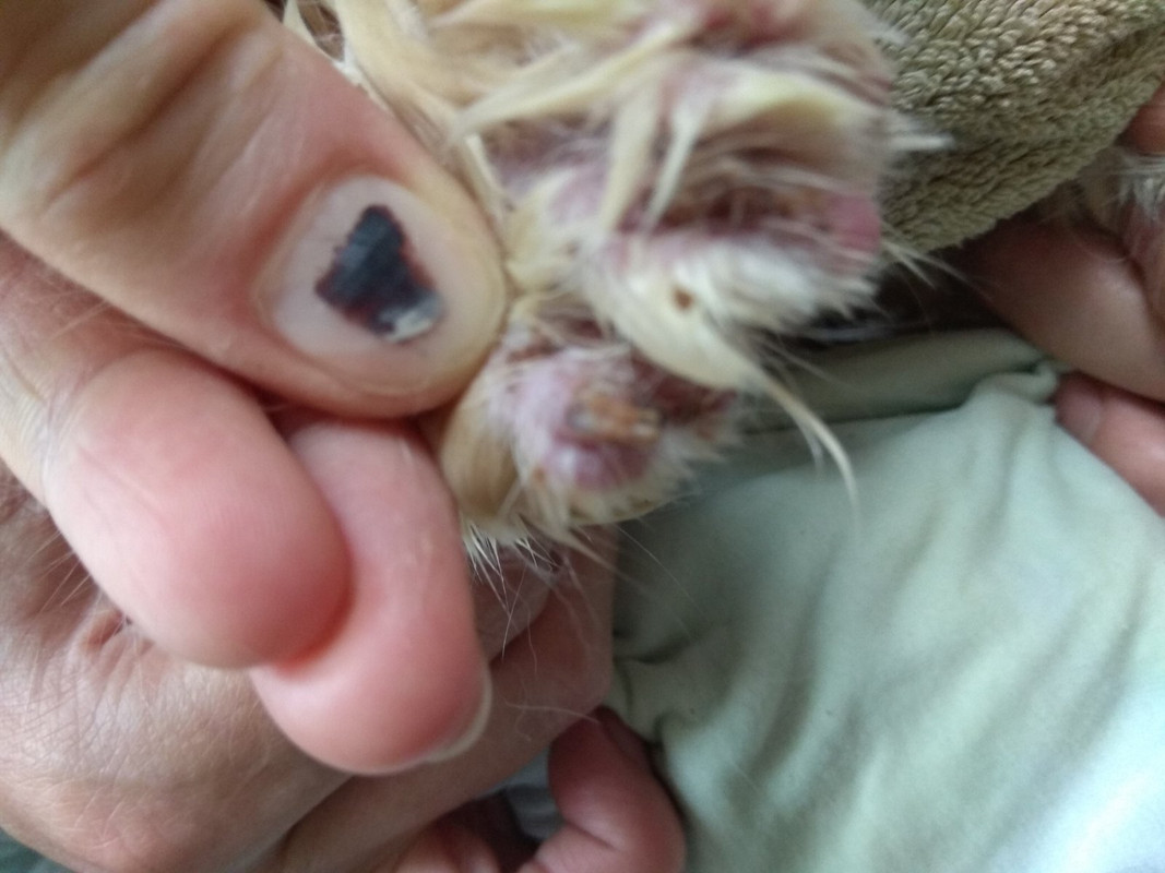 вторая передняя1