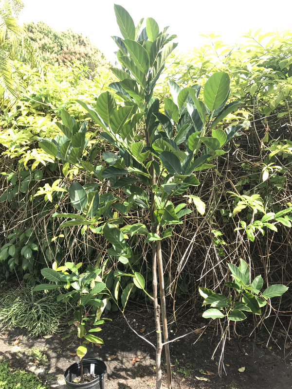 Jackfruit22018