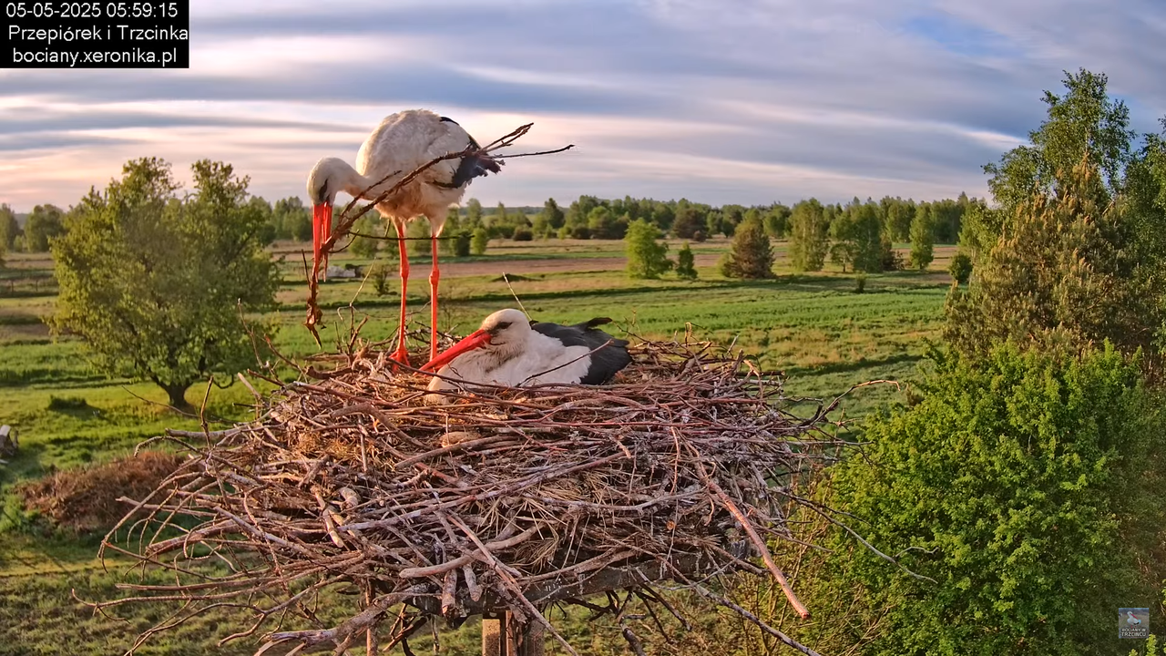 05052025bociany7