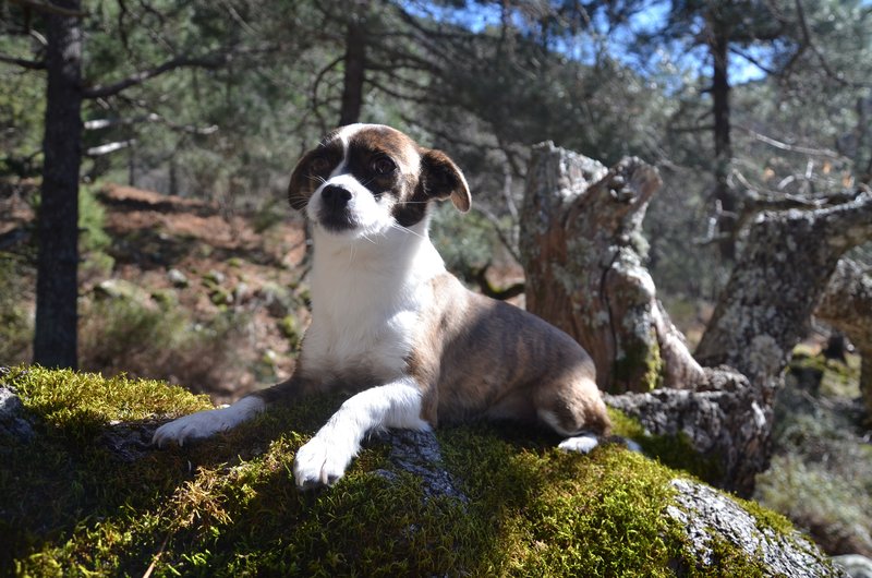 RUTA EMBALSE DEL HORCAJO Y GARGANTAS DEL VALLE DEL TIETAR-20-2-2016-AVILA - Paseando por España-1991/2016 (33)