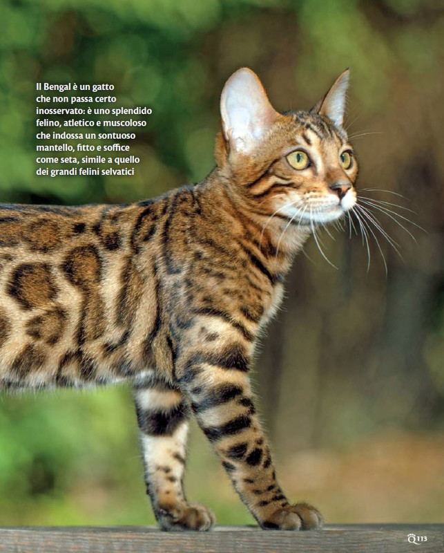 QuattroZampe Set 2022 (12)