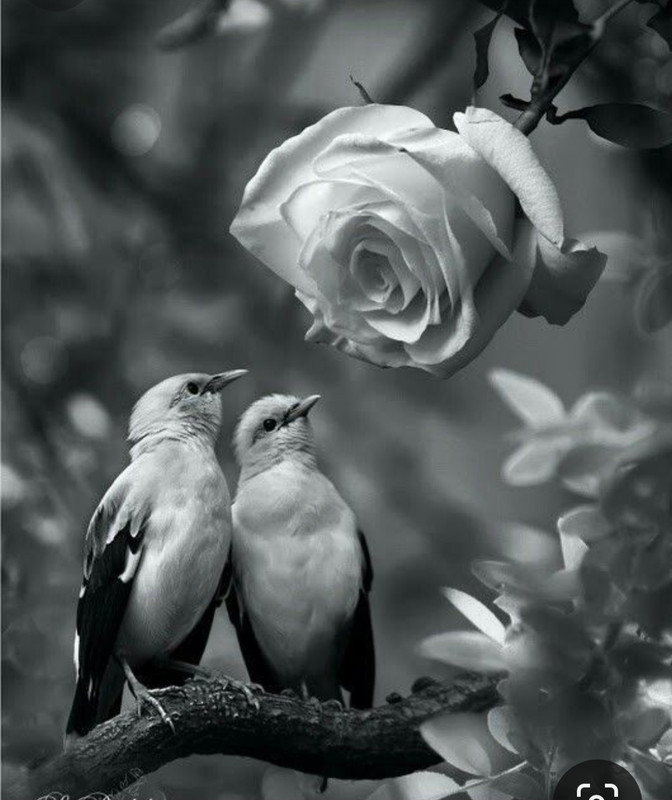 Screenshot_20231220_113625_Pinterest