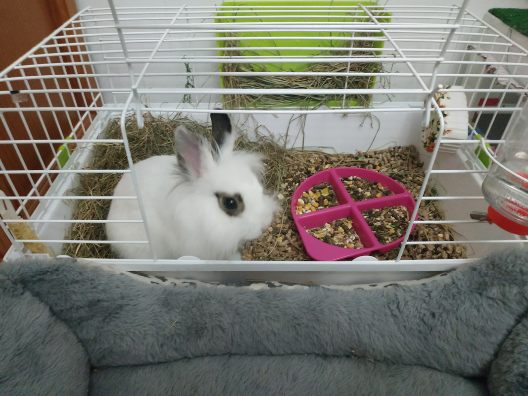Mi Conejo Se Caga Por Todas Partes Tener un conejo de mascota. Qué hay que tener en cuenta? +Serio - Foro  Coches