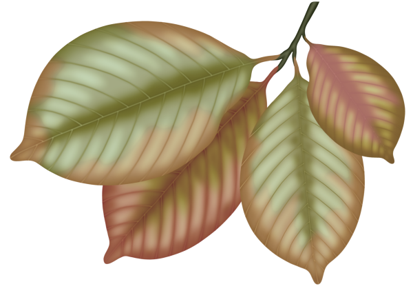 143790078_LMB_Fall_Bounty_Element_61