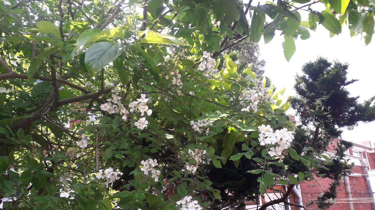 [Image: 20190610-134629.jpg]