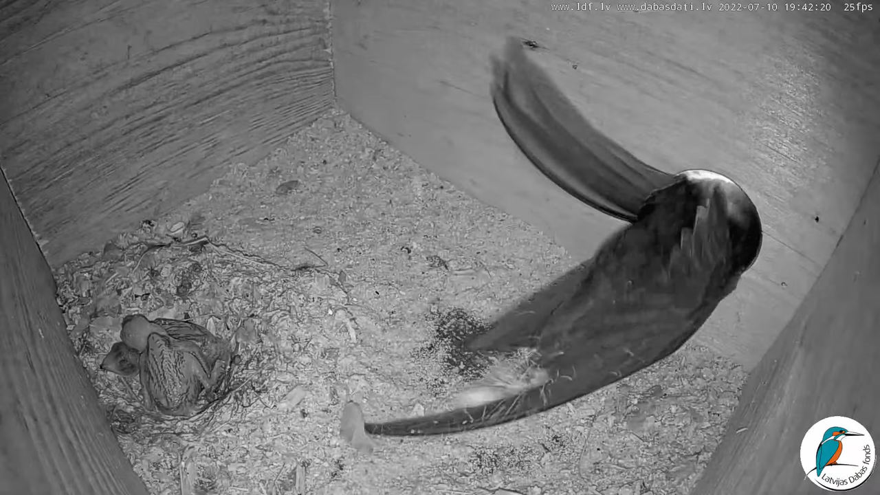 Svīre (Apus apus) Cēsu pils - LDF tiešraide _ Būris 12-41-35 screenshot