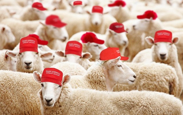 Donald-Trump-sheep-with-MAGA-hats-photo-credit-Daily-Kos.jpg