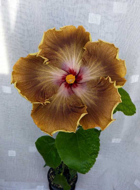 RK Black Pearl x Russian Firebird 3 , 5 11 2022 first bloom — Postimages