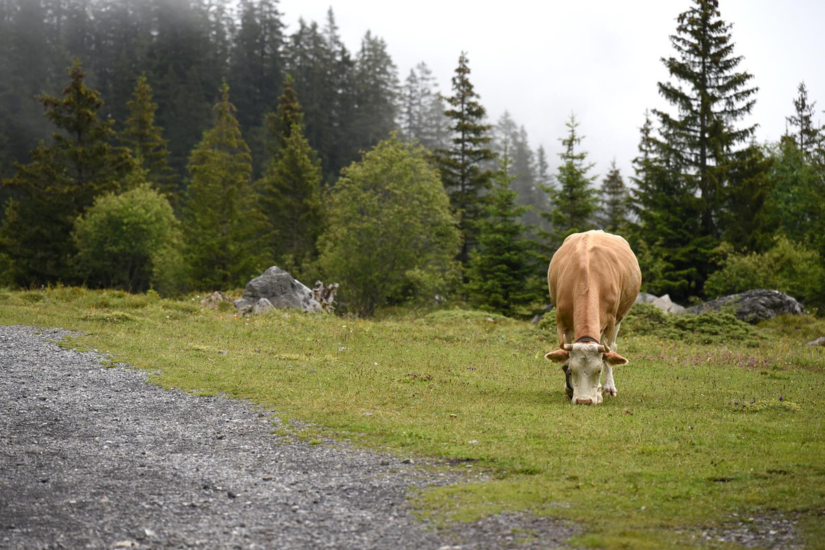 Huyendo del COVID a los Alpes (2020) - Blogs de Suiza - De casa a Grindelwald (Zona de Interlaken) (89)