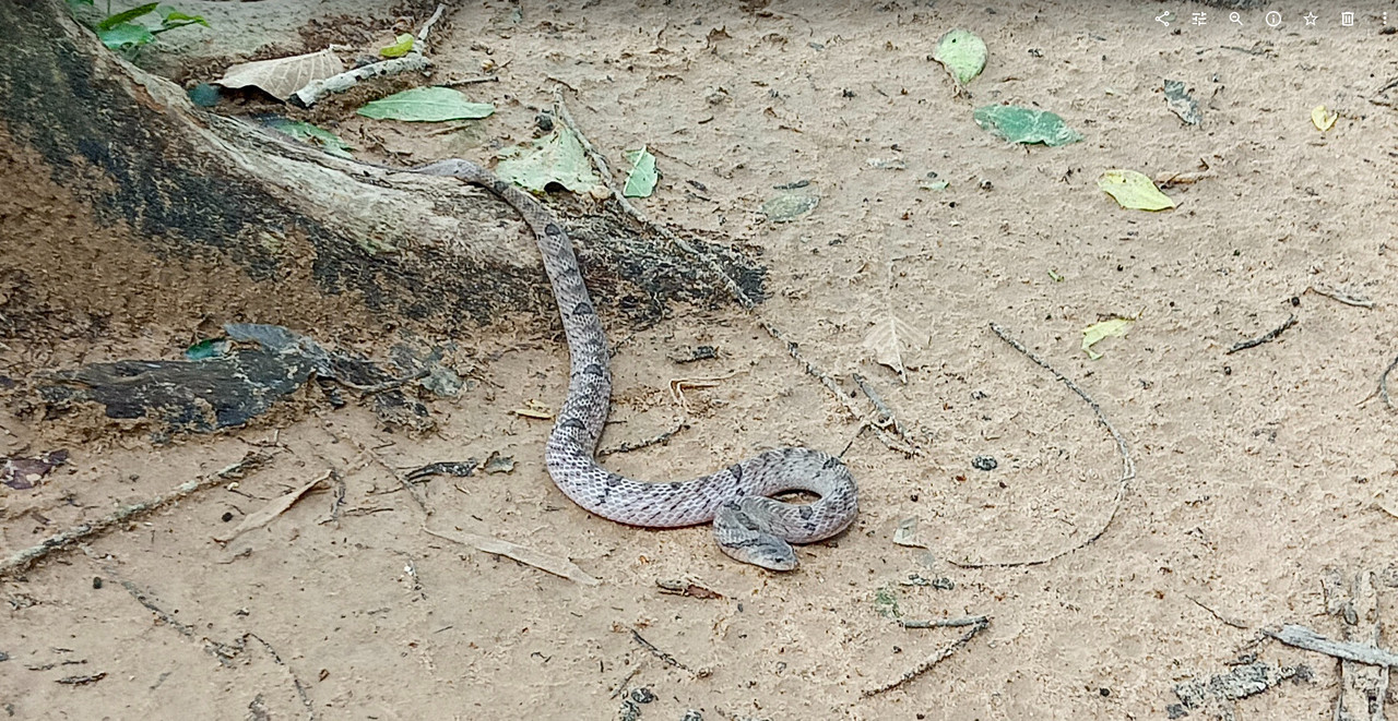 snake