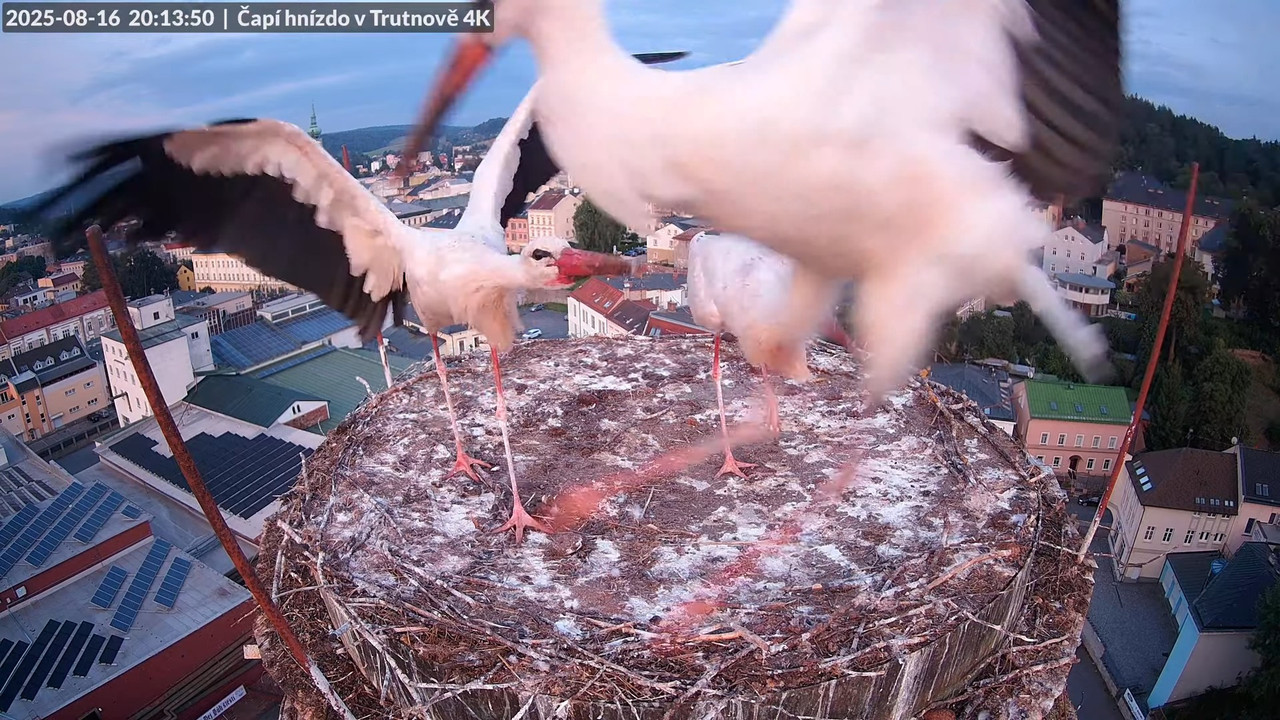 Tiešraide no stārķa ligzdas uz alus darītavas skursteņa Trutnovā 17-28-55 screenshot