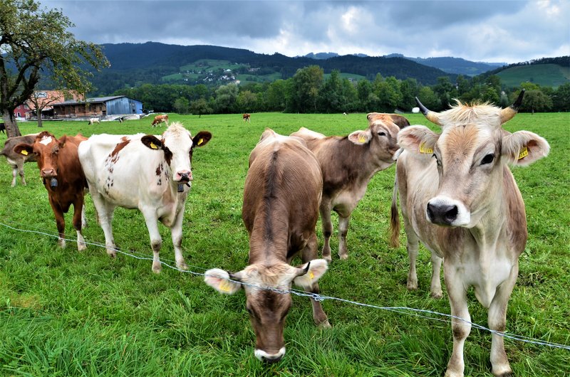 VILTERS-WANGS-6-9-2019 - Suiza y sus pueblos-2019 (16)