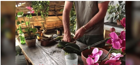 Live Encore: Caring for Your Houseplants Live Encore: Caring for Your Houseplants