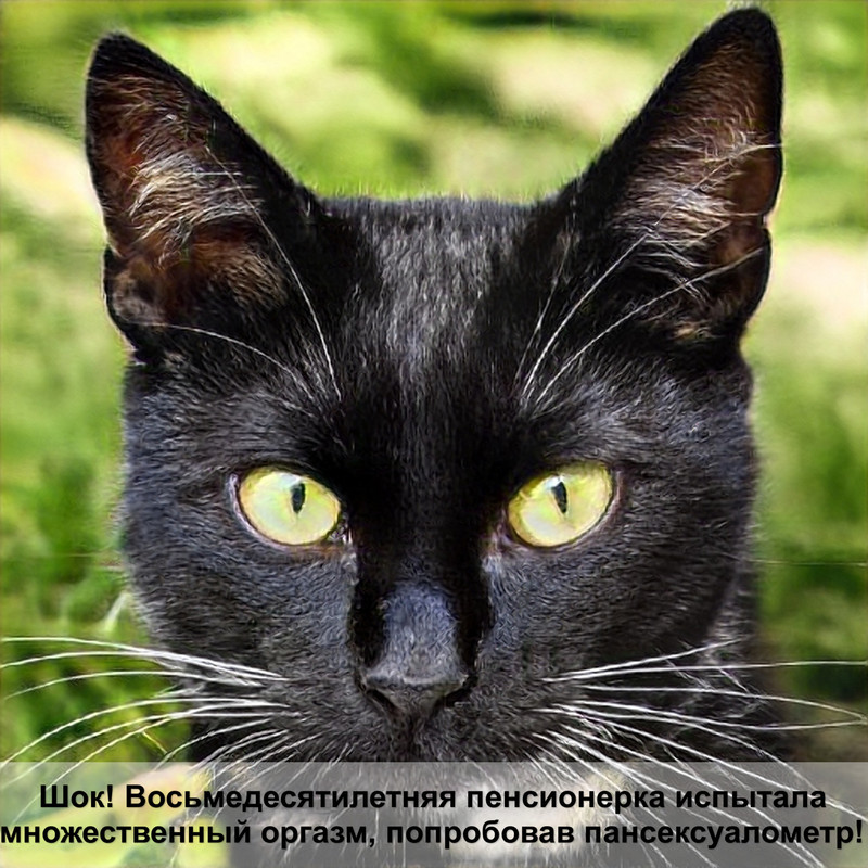 камни у кота