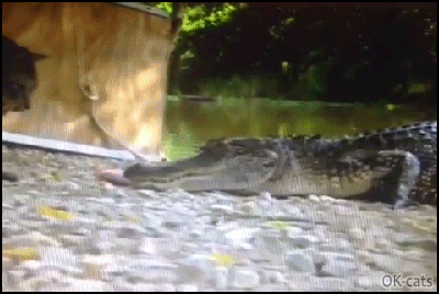 Crazy-Cat-GIF-Fearless-cat-attacks-alligator-He-is-a-slapping-machine.gif