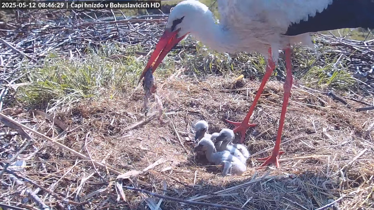 Tiešraide no stārķu skursteņa Bohuslavicē netālu no Trutnovas HD kvalitātē 6-53-51 screenshot