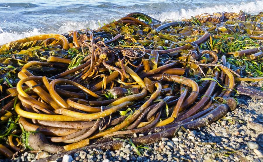 Бурая водоросль Nereocystis luetkeana (Буй-водоросль) Бурая водоросль Nereocystis luetkeana (Буй-водоросль)