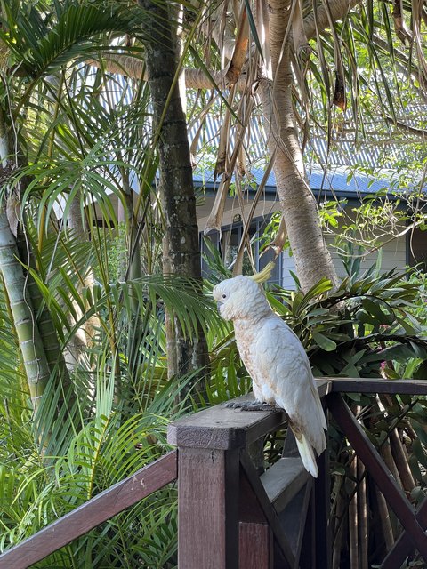Gran barrera de coral desde el aire - El abrazo a Pearl (9)