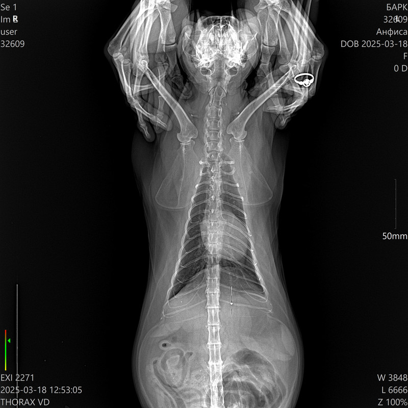 32609_Анфиса__03-18-2025 12_53_05_1-2