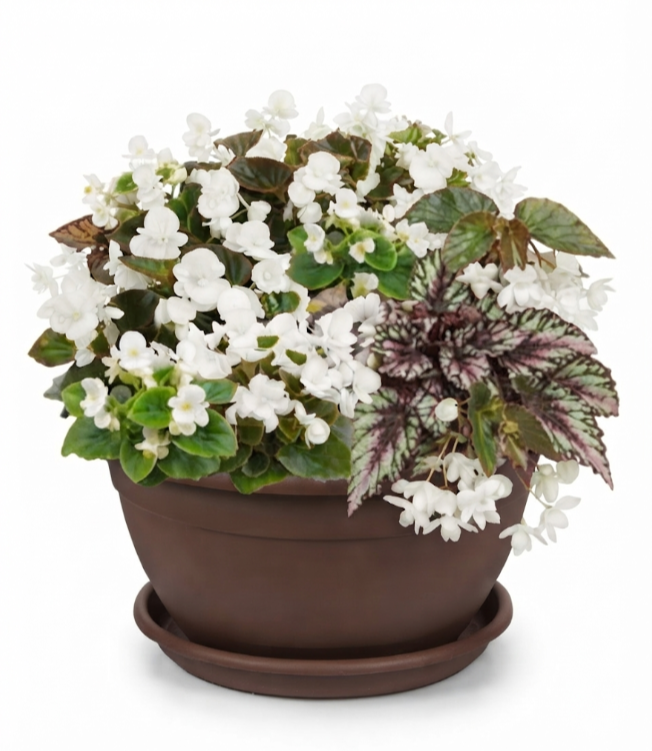 Composition enfant fleurs blanches 1