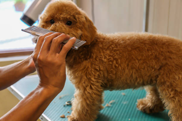 Golden Doodle Puppy