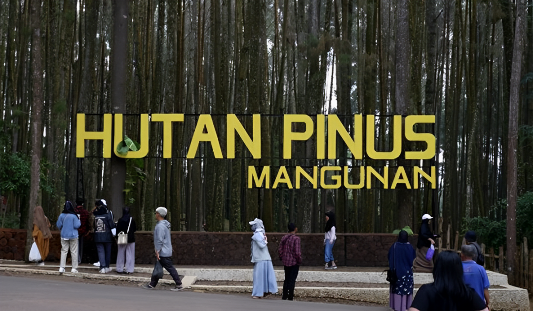 Liburan Seru di Hutan Pinus Mangunan: Spot Favorit Foto dan Petualangan Alam